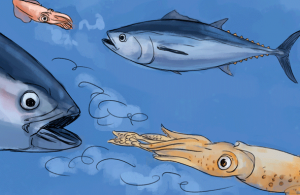 Ilustración de atunes y calamares