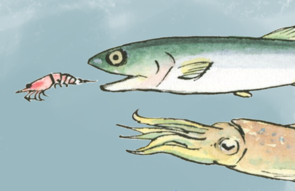 Squid-amd-fish