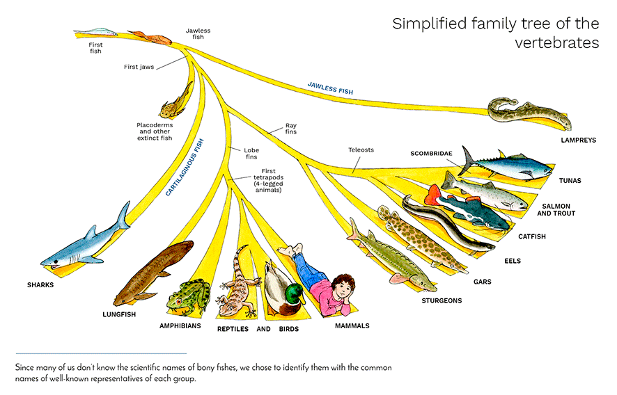 OUR TUNA RELATIVES The evolution of vertebrates, including ourselves and  tunas - Planet tuna