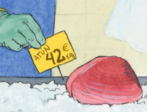 CONSELLS ÚTILS PER COMPRAR TONYINA Guia breu per comprar tonyina fresca o congelada