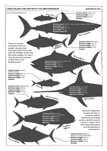 COLOR THESE LARGE PELAGIC FISH Downloadable PDF - Planet tuna