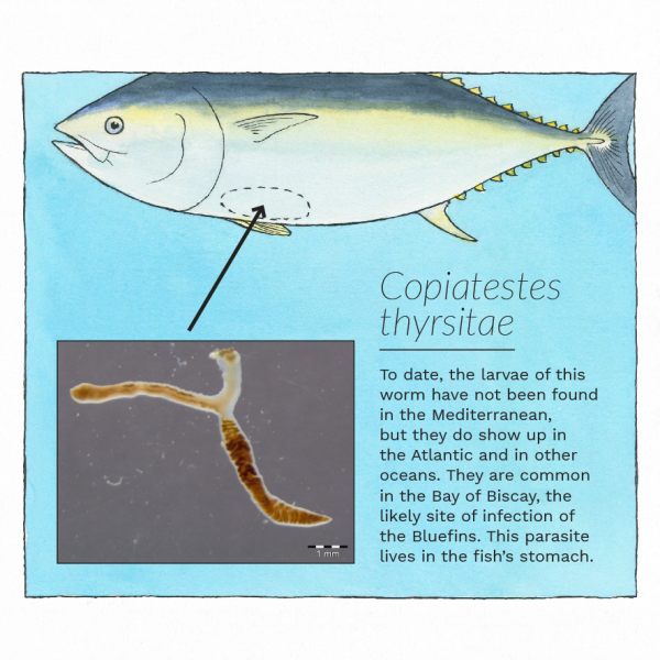 THE STORIES PARASITES TELL tuna