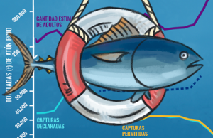 Imagen introducción artículo recuperación del atún rojo