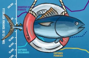 Portada article Recuperació de la tonyina vermella atlàntica