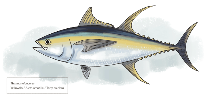 Scientific illustration Thnnus Albacares or Yellowfin Tuna