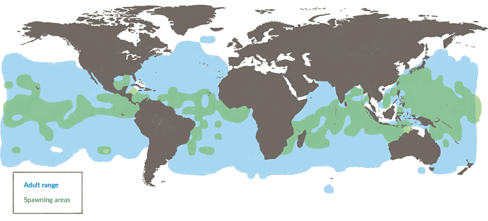 Habitat and reproduction areas for Thunnus Albacares or Yellowfin Tuna