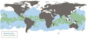 Mapa hábitats y áreas de reproducción del Atún de Aleta Amarilla