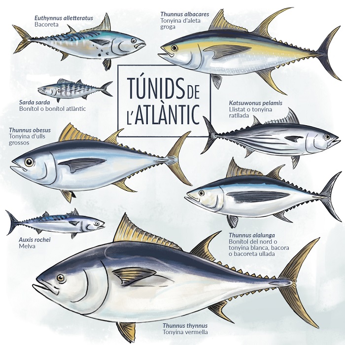 Especies de tonyines que habiten a l'Oceà Atlàntic