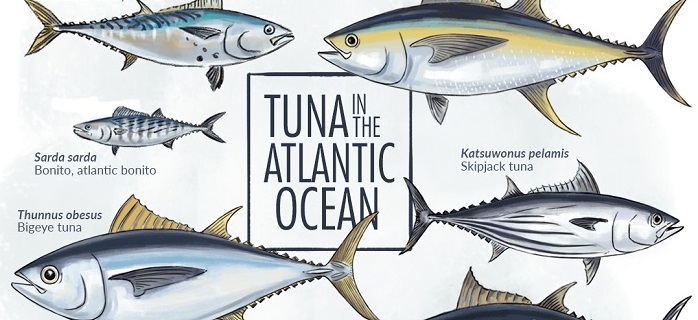 Tunas-from-the-Atlantic-Ocean