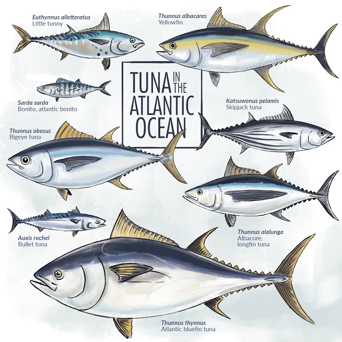 Chart about kinds of tuna that live in the Atlantic Ocean