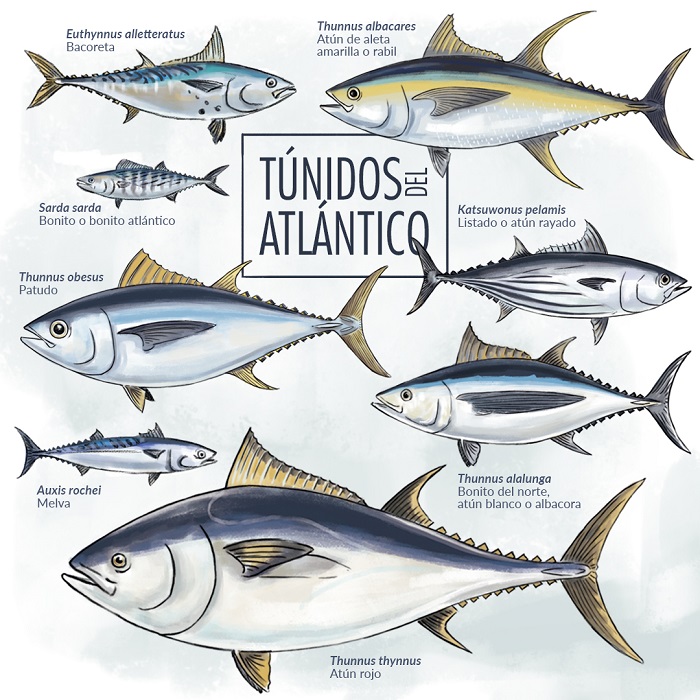 Especies de atún que habitan en el Océano Atlántico