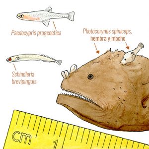 Dibujo de los peces más pequeños