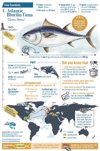 Atlantic bluefin tuna essential fact sheet