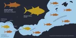 Approximate distribution map of thunnus alalunga, albacore, and thunnus obesus, bigeye tuna in eastern Mediterranean and the Portuguese Algarve