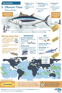 Infographics factsheet about albacore tuna
