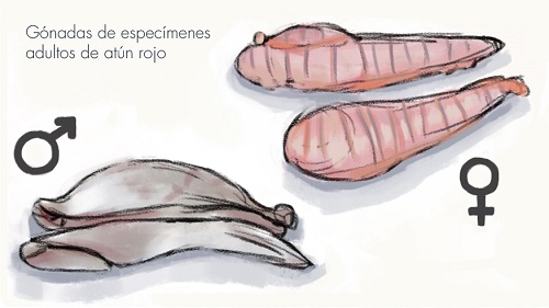 Ilustración de gónadas de atún rojo macho y hembra