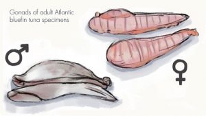 Illustration of the femenine and masculine Atlantic Bluefin tuna gonads.