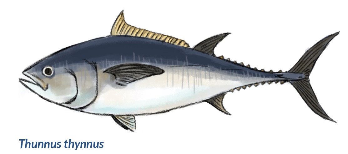 Ilustración atún rojo Atlántico