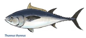 Ilustración de atún rojo (Thunnus thynnus)