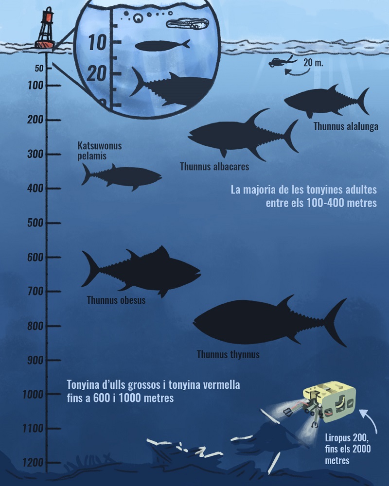Profunditat a la que poden baixar les diferentes espècies de tonyines