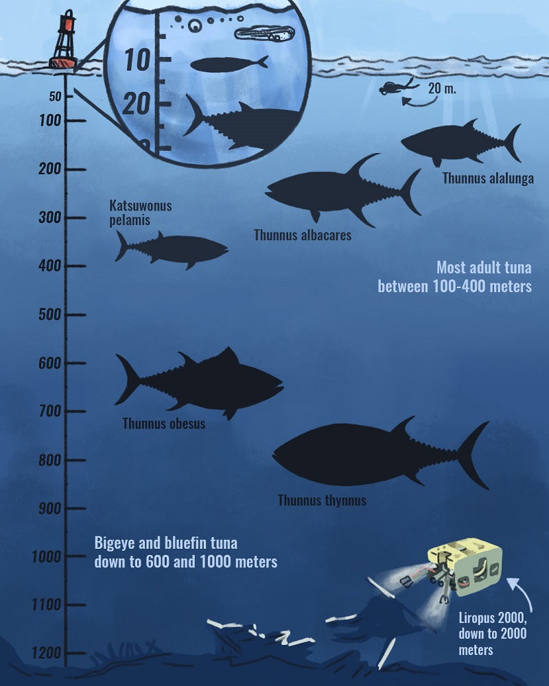 Infografía sobre la profundidad a la que pueden bajar diferentes especies de atunes