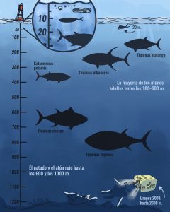 Infografía con la profundidad a la que bajan diferentes especies de atunes