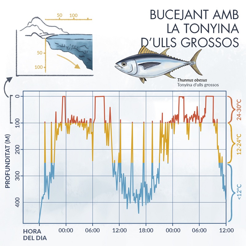 Infografia sobre la tonyina d'ulls grossos i la profunditat en relació a les hores del dia i la temperatura de l'aigua