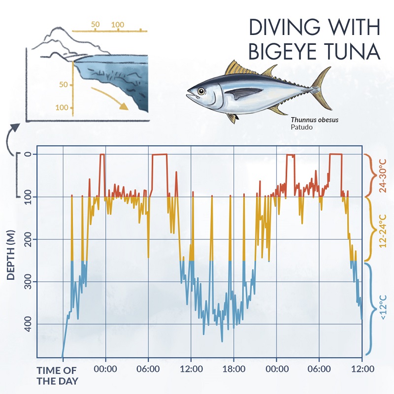 Infographics about bigeye tuna and depths during 24 hours