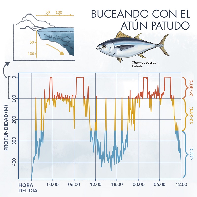 Infografía sobre el atún patudo y la profundidad a la que pueden submergirse en reelación a la hora del día y temperatura del agua