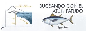 Imagen de portada para ilustrar la entrada de por qué no se pueden pescar atunes des de la costa