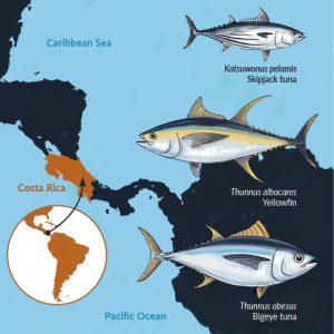 Infographics about tuna species from the Pacific and Caribbean Costa Rica waters