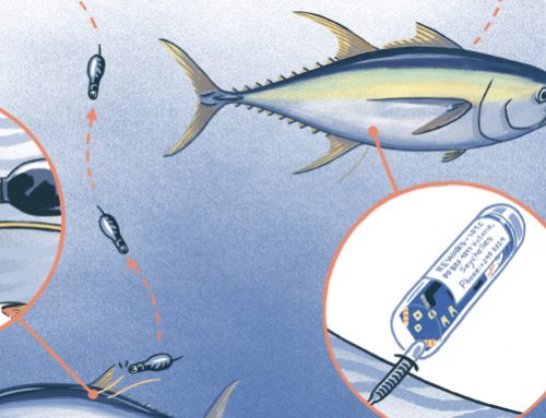 WHAT ARE THE BEST SOURCES ON THE MIGRATORY PATTERNS OF TUNA?