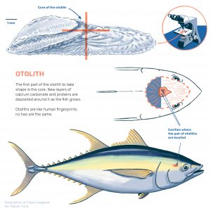 Infography about otoliths