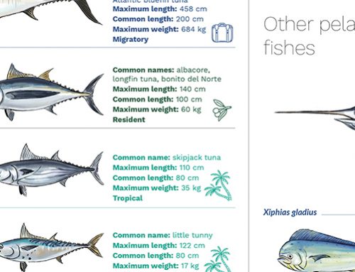 TUNA THAT BREED IN THE MEDITERRANEAN INFOGRAPHICS