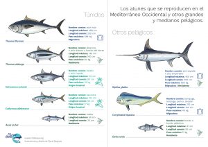 Infografía sobre atunes y otros grandes migradores marinos más representativos que crían en el Mediterráneo
