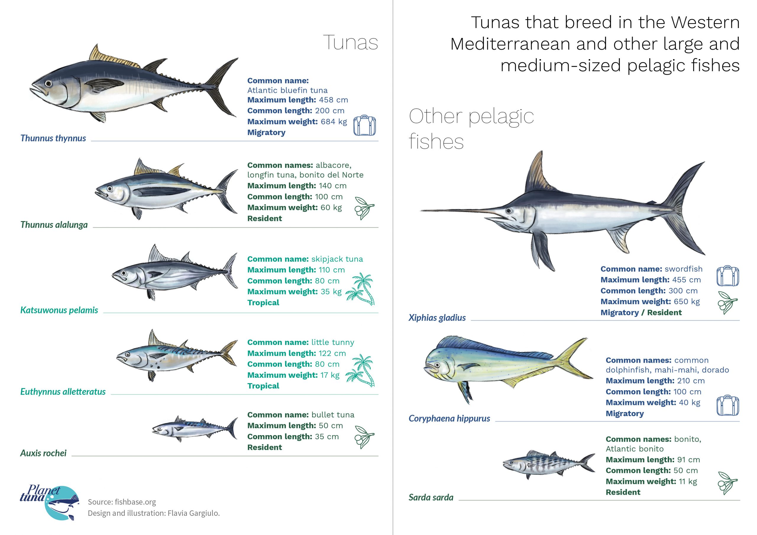 Infographics about the more iconic tunas and other large pelagic that breed in the Mediterranean