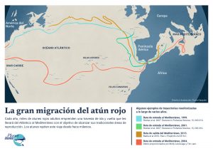 Esta ilustración muestra cuatro ejemplos de las rutas que sigue el atún rojo desde el océano Atlántico para llegar a sus zonas de reproducción en el mar Mediterráneo