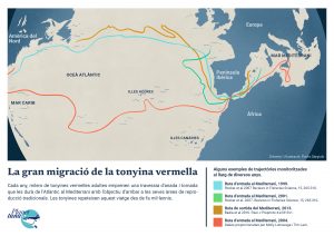 Aquesta il·lustració mostra quatre exemples de les rutes que segueix la tonyina vermella des de l'oceà Atlàntic per arribar a les seves zones de reproducció a la mar Mediterrània.