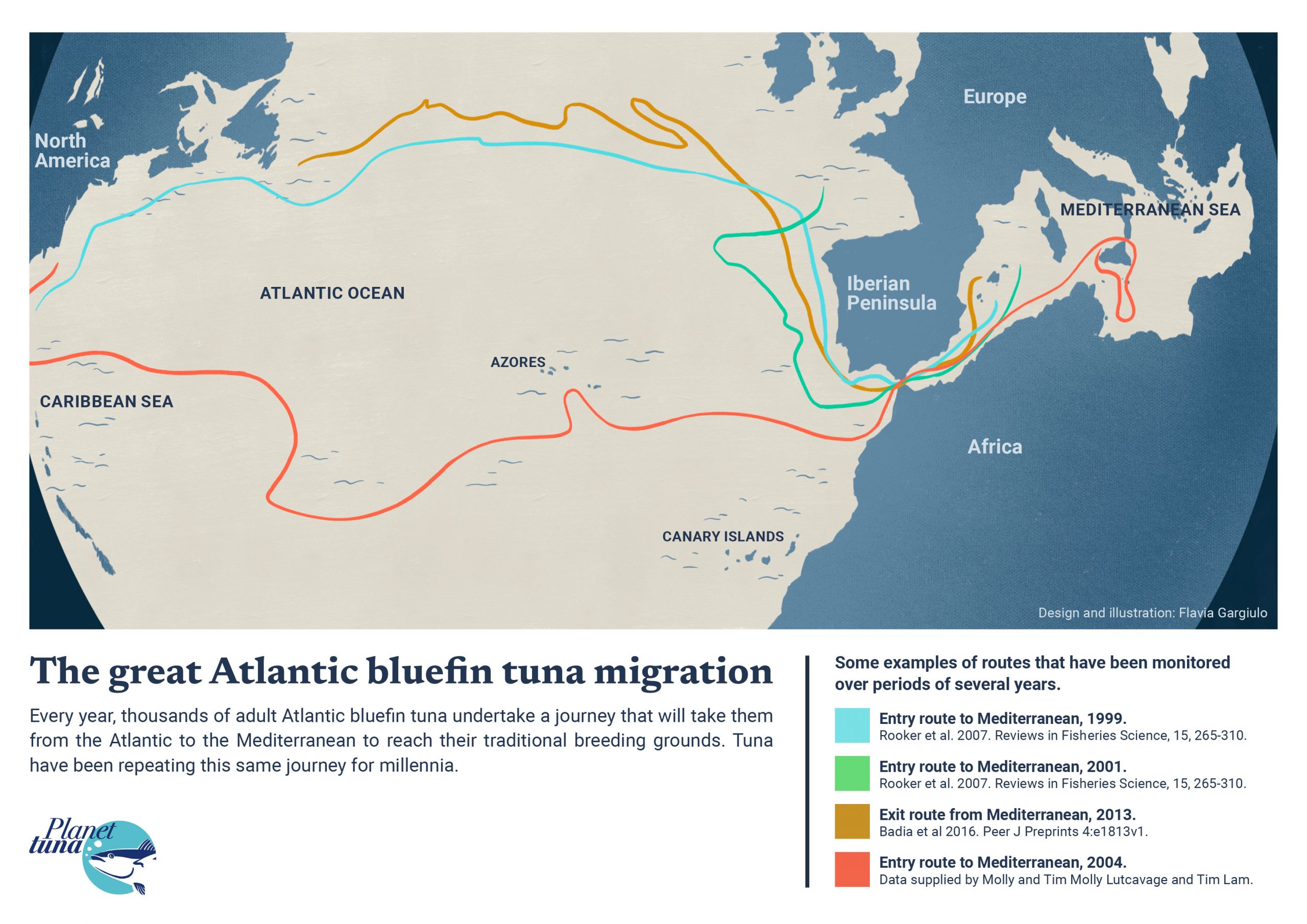 This illustration shows four examples of the routes that bluefin tuna follow from the Atlantic Ocean to reach their breeding grounds in the Mediterranean Sea.