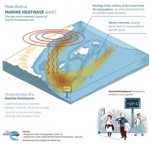 The illustration explains the characteristics of marine heatwaves and their main causes.