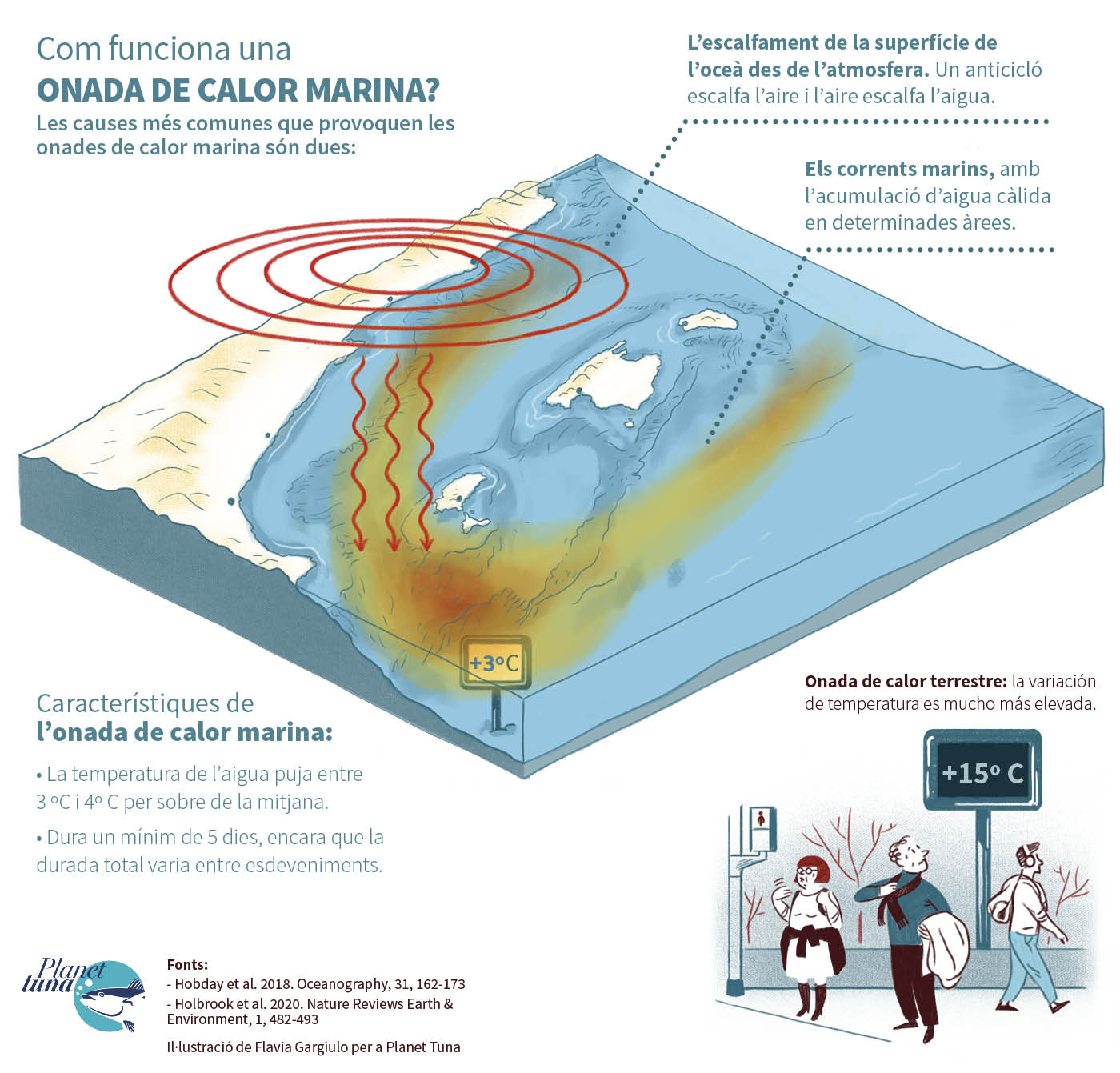 La il·lustració explica quines són les característiques d’una onada de calor marina i les principals causes que la produeixen.