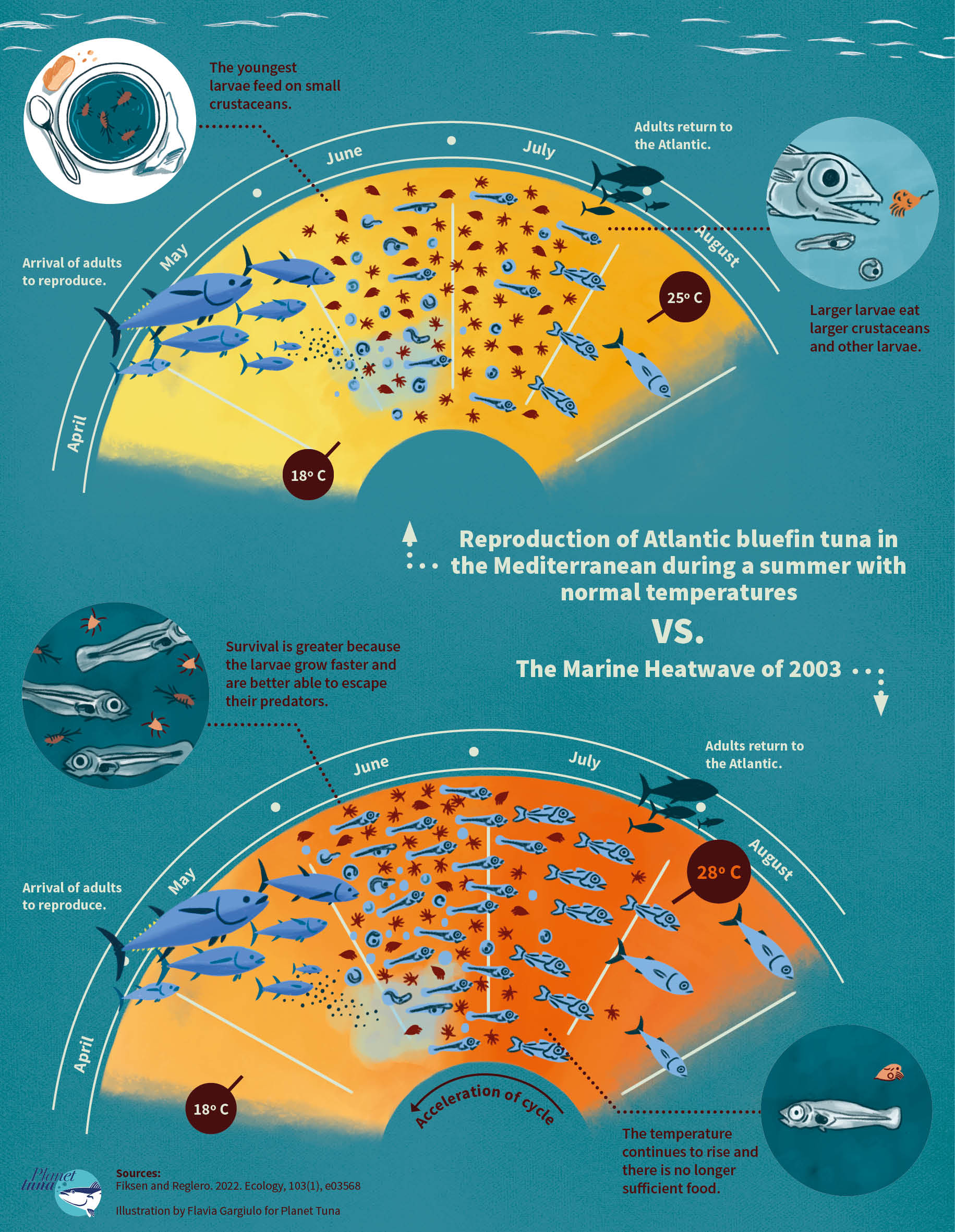 The illustration compares the breeding cycle of Atlantic bluefin tuna in a summer with normal temperatures with the breeding cycle in 2003. The image shows how the marine heatwave of 2003 accelerated the breeding cycle of Atlantic bluefin tuna.
