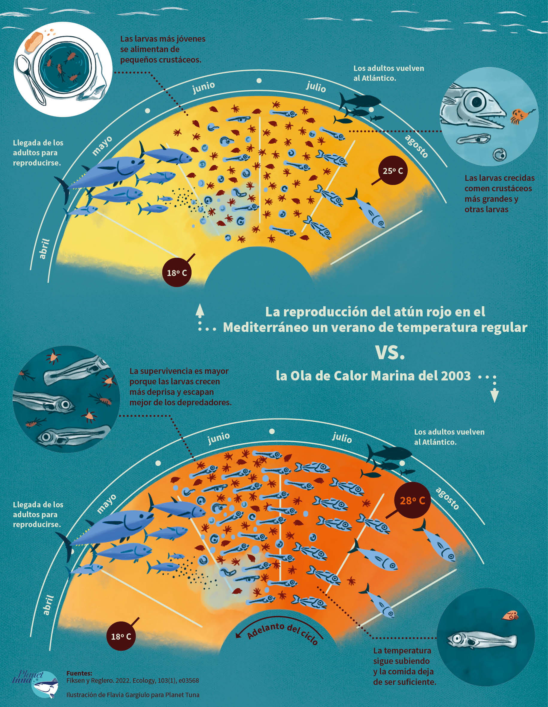 La ilustración compara el ciclo de reproducción del atún rojo en un verano de tempeartura regular con el ciclo de reproducción en el año 2003. La imagen muestra cómo la ola de calor marina de 2003 influye en el adelanto del proceso de reproducción del atún rojo.