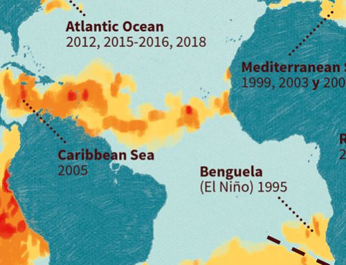 WHAT IS A MARINE HEATWAVE AND HOW DOES IT AFFECT LIFE IN OUR OCEANS